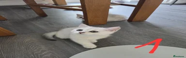 Kitten 1