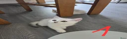 British Shorthair cats for sale: 3 white kittens with blue-green eyes for sale.  - Advert 9