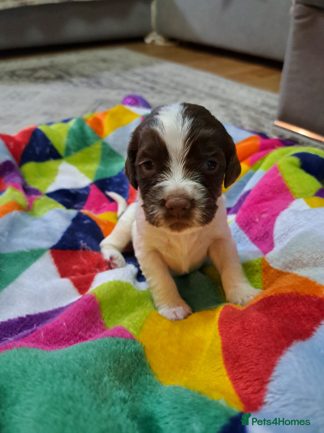 English Springer Spaniel dogs for sale: English springer spaniel pups - Image 9