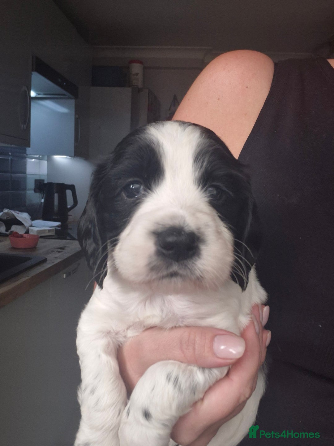 English Springer Spaniel dogs for sale: Adorable Springer Spaniel Puppies  - Image 3