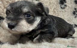 Miniature Schnauzer dogs for sale: Miniature schnauzers pups - Image 20