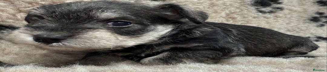 Miniature Schnauzer Puppy 6