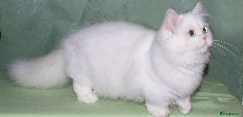 Munchkin cats Full Pedigree Munchkin Kittens - Advert 1