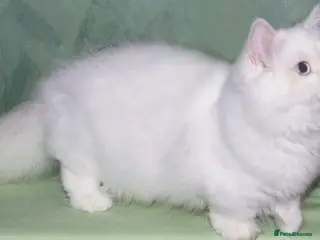 Munchkin cats Full Pedigree Munchkin Kittens - Advert 1