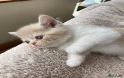 Exotic cats for sale: Exotic pedigree kittens  - Image 14