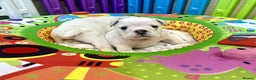 English Bulldog dogs for sale: ** PUREBRED STANDARD COLOUR BULLDOG PUPPIES** - Advert 25