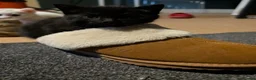Mixed Breed cats for sale: Two black kittens for sale - Advert 3