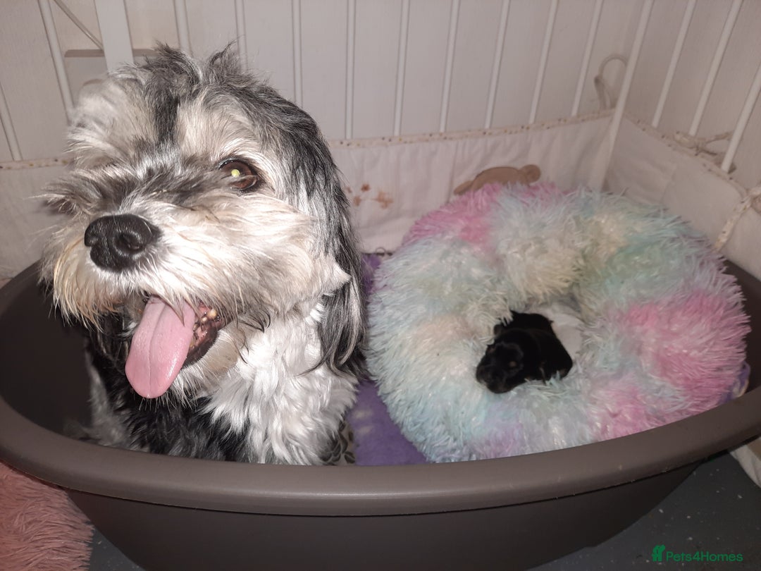 Lhasa Apso dogs for sale: Rare 5* Kyi-Leo Puppies ready for loving homes NOW - Image 6