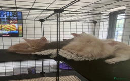 Maine Coon cats for sale: MANE COON KITTENS READY NOW - Image 5
