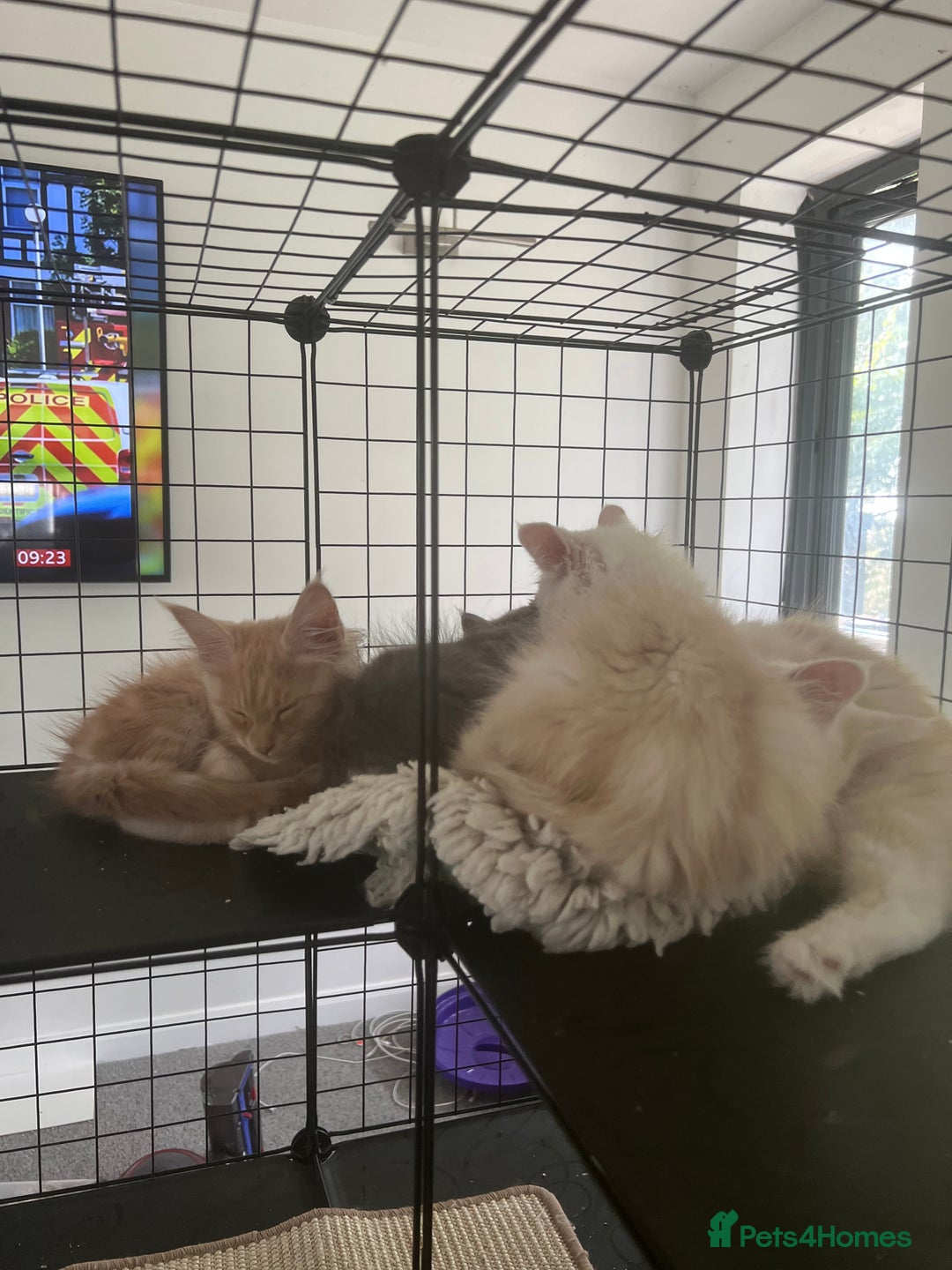 Maine Coon cats for sale: MANE COON KITTENS READY NOW - Image 5