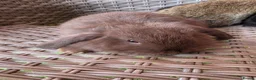 Mini Lop rabbits for sale: Mini Lops - Advert 8