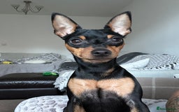 Miniature Pinscher dogs for sale: Black & tan male miniature pinscher 4 years old - Image 2