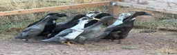 Ducks poultry for sale: Runner ducks available mixed ages and genders - Advert 3