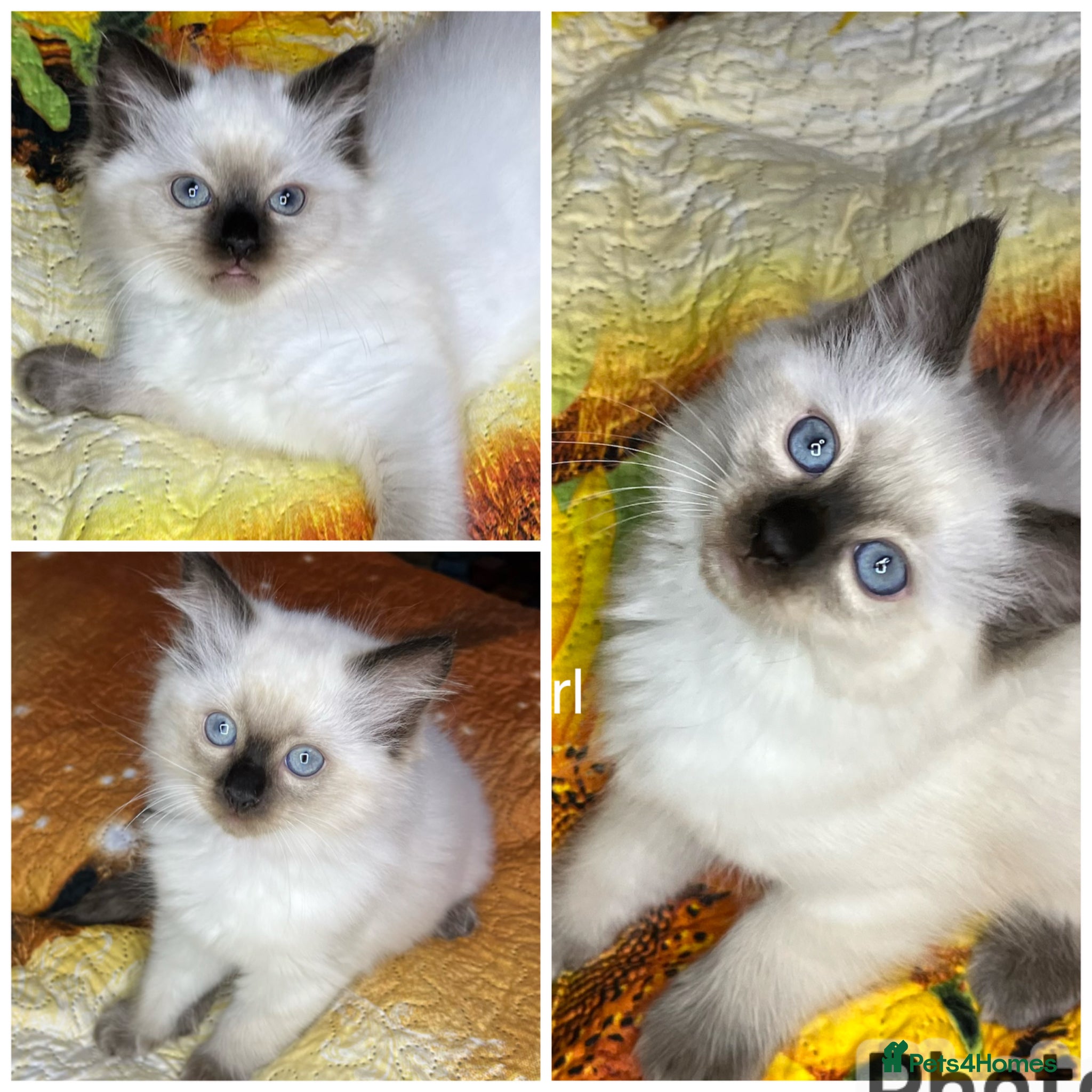 Ragdoll cats for sale: 💖Fabulous Pure Ragdoll Kittens Waiting for Love❤️ - Advert 1