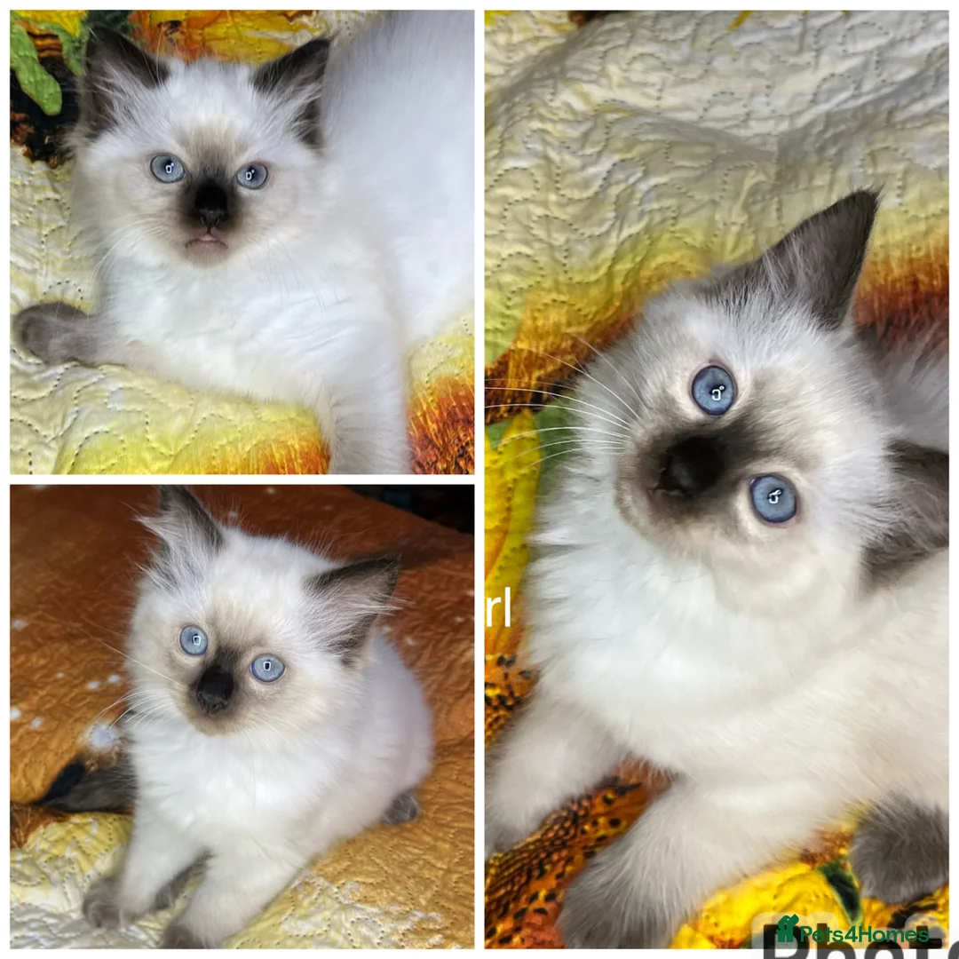 Ragdoll cats for sale: 💖Fabulous Pure Ragdoll Kittens Waiting for Love❤️ - Advert 1