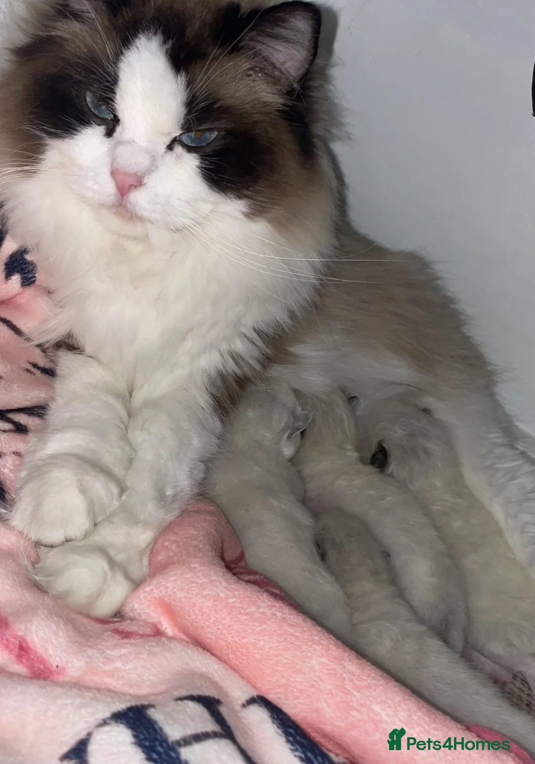 Ragdoll cats for sale: Championship Ragdoll babies  - Advert 6