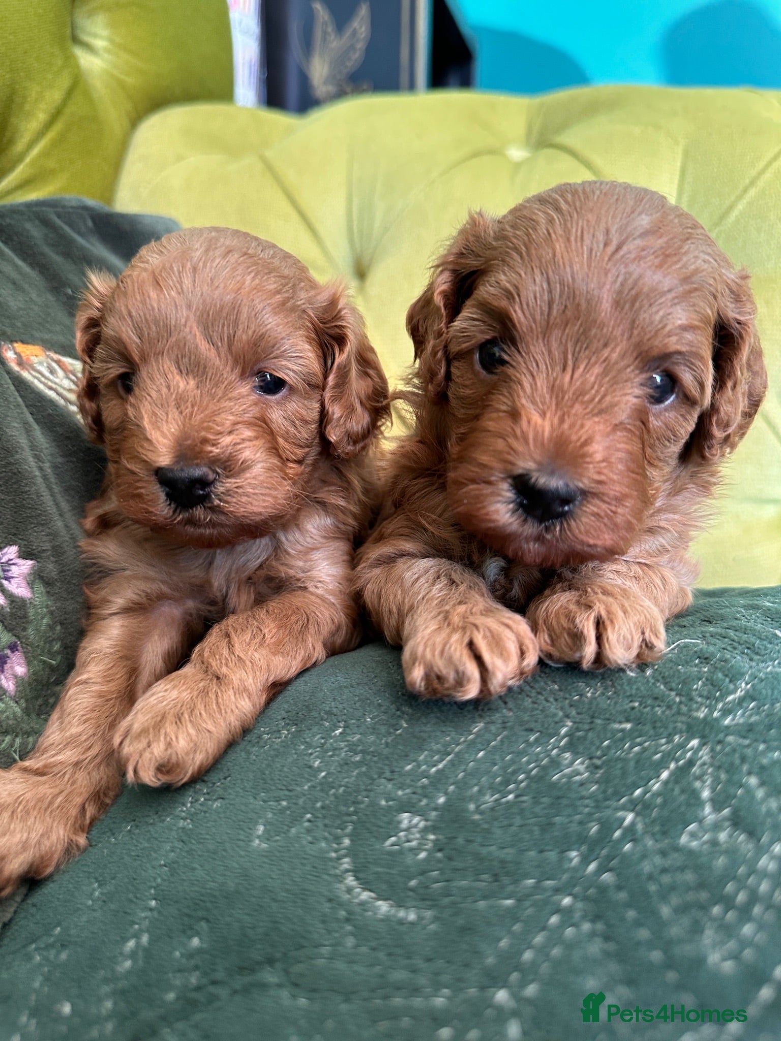 Mixed Breed dogs 🌟 Stunning F1b Cavapoo Puppies For Sale 🌟 - Advert 2