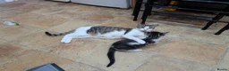 Mixed Breed cats for sale: Lovely, healthy, playful kittens - Advert 11