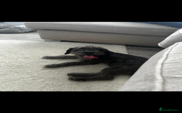 Mixed Breed dogs for sale: Ozzy needs a new home  - Image 1