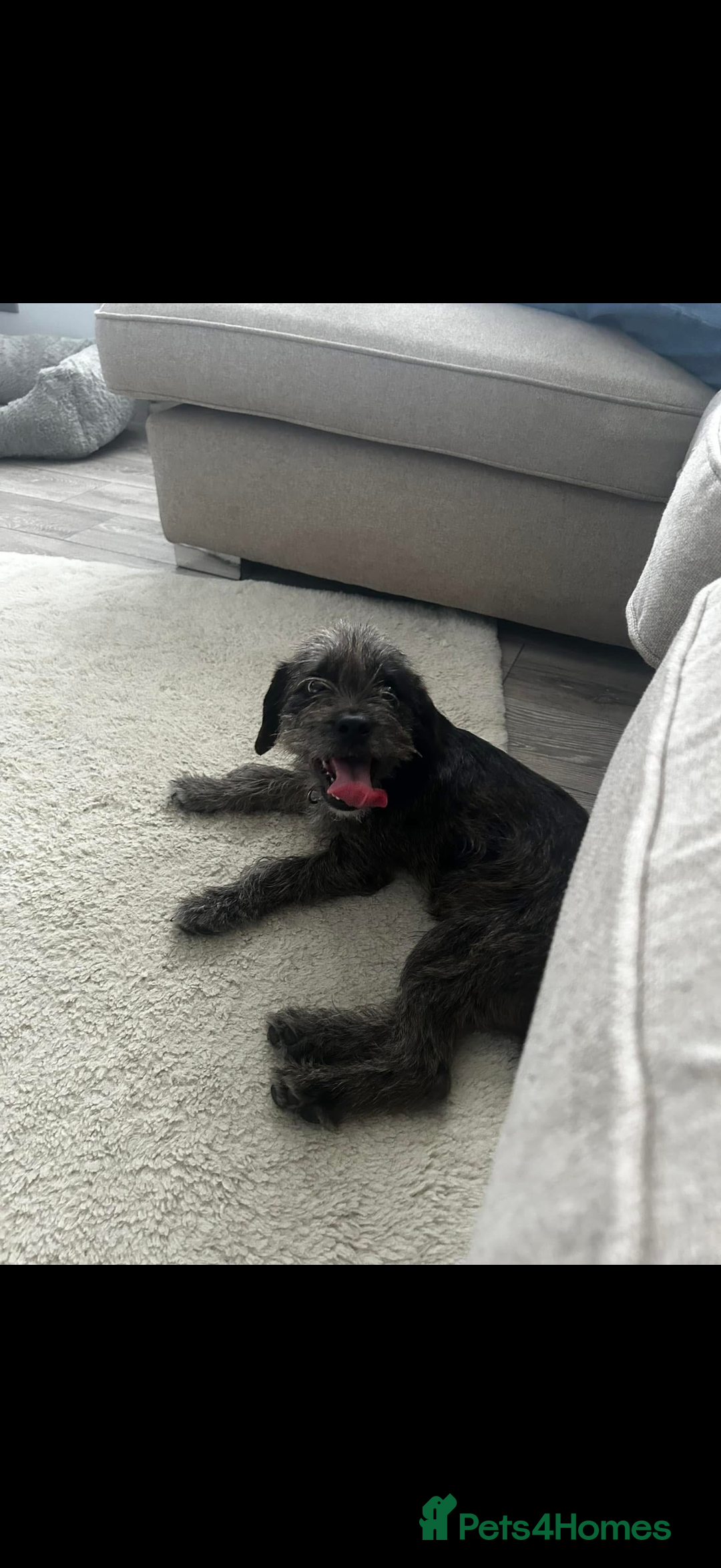 Mixed Breed dogs for sale: Ozzy needs a new home  - Image 1