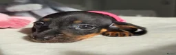 Miniature Dachshund dogs for sale: 🖤 Stunning Miniature Dachshunds 🖤 - Advert 14