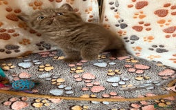 British Shorthair cats for sale: Champion Line British Shorthair Kittens - Image 8