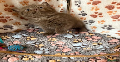 British Shorthair cats - Advert 4