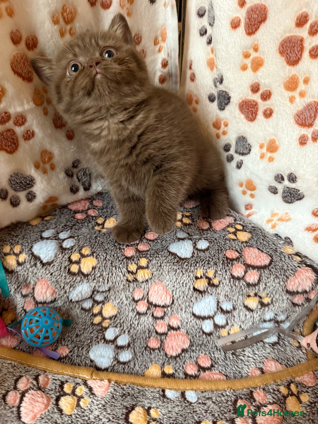 British Shorthair cats for sale: Champion Line British Shorthair Kittens - Image 8