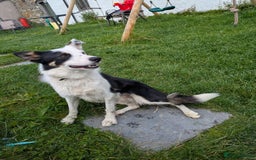 Border Collie dogs for sale: 17 month Border Collie  - Image 1