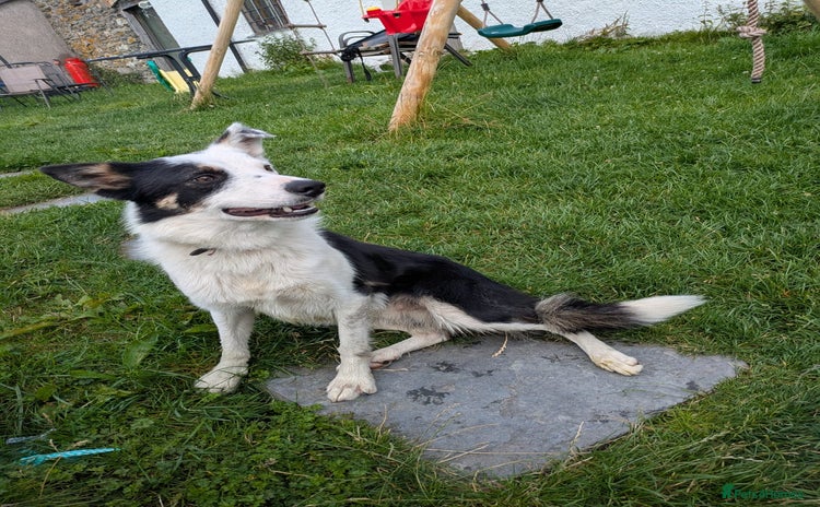 Border Collie dogs - Advert 8