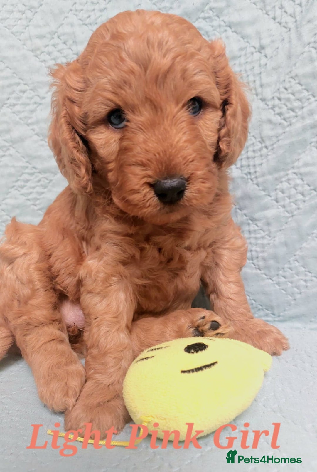Cockapoo dogs for sale: Happy healthy cockapoo pups F1B DNA tested parents - Advert 9