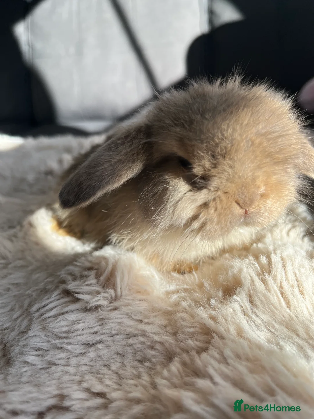 Mini Lop rabbits for sale: Mini Lops looking for their forever home 🏡 - Advert 12