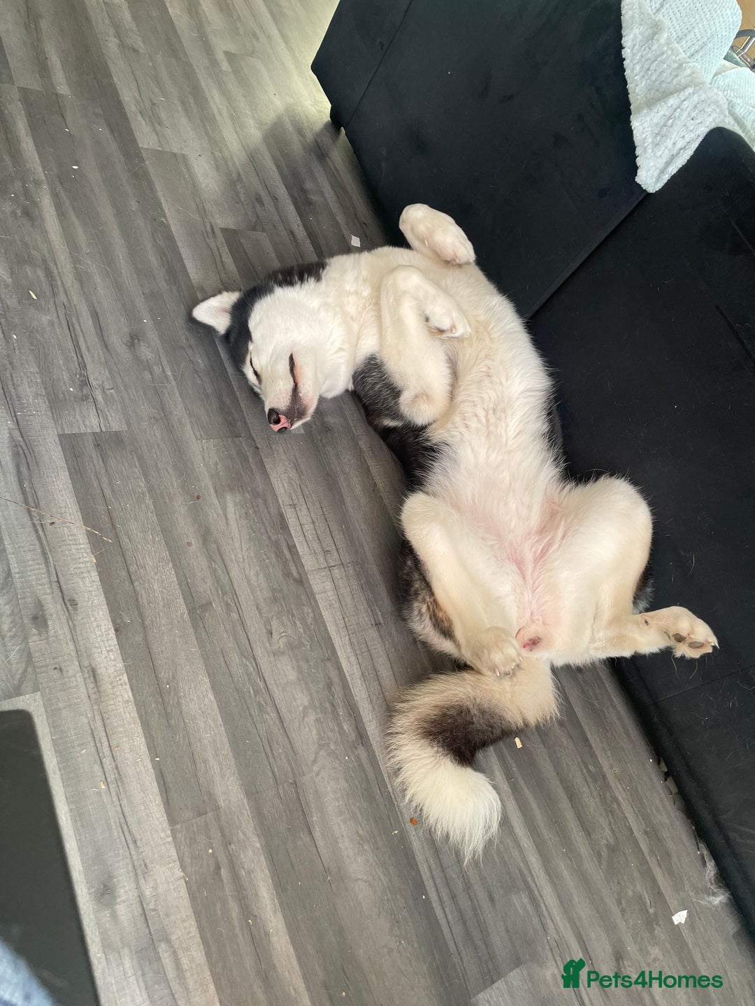 Siberian Husky dogs for sale: Beautiful female Husky for sale  - Image 4