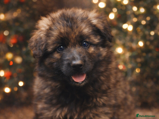 German Shepherd dogs 3 girls, long coat, STRAIGHT BACK silver sable GSD - Advert 1