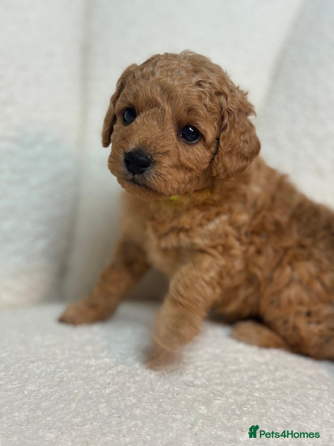 Goldendoodle dogs for sale: Red MINI Goldendoodle Puppies Hypoallergenic & DNA - Advert 24