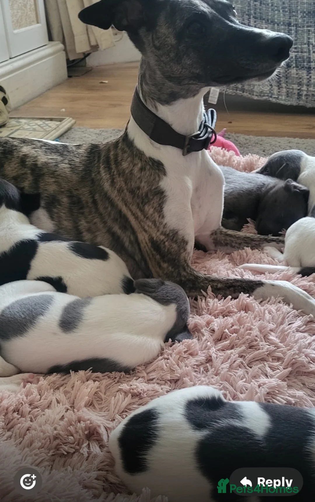 Whippet dogs for sale: Whippet puppys for sale - Advert 1