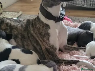 Whippet dogs Whippet puppys for sale - Advert 3