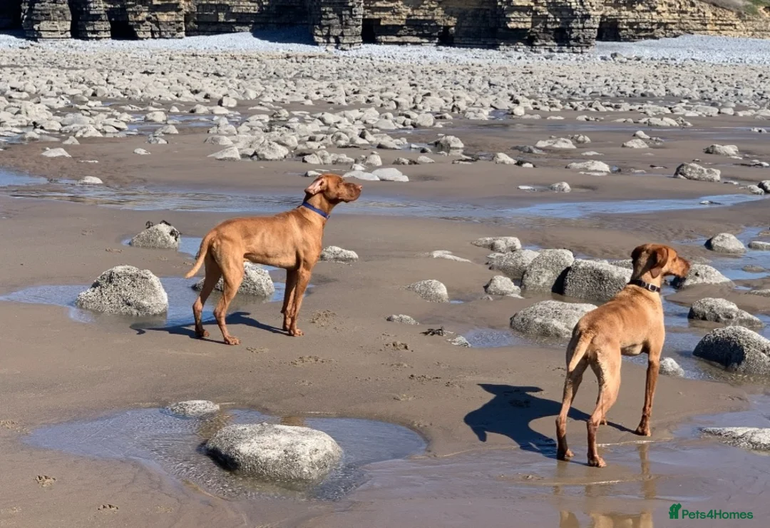 Hungarian Vizsla dogs for stud: PROVEN!!!championship blood line!!!! ❤️ in Llantwit Major - Advert 11