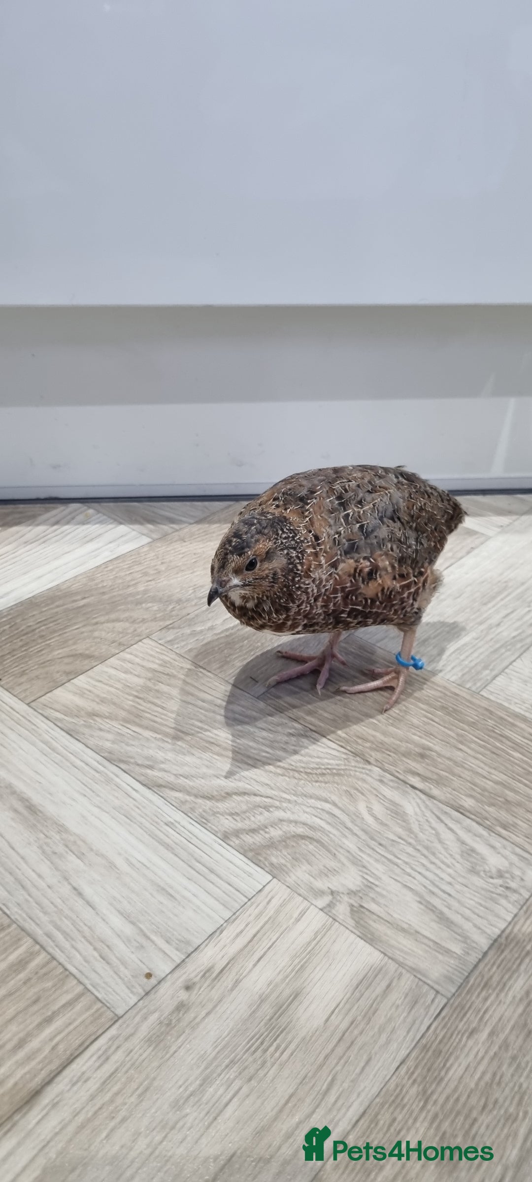 Quail poultry for sale: 1 male and 1 female corurnix quail - Image 3