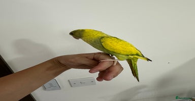Ringnecks birds - Advert 10