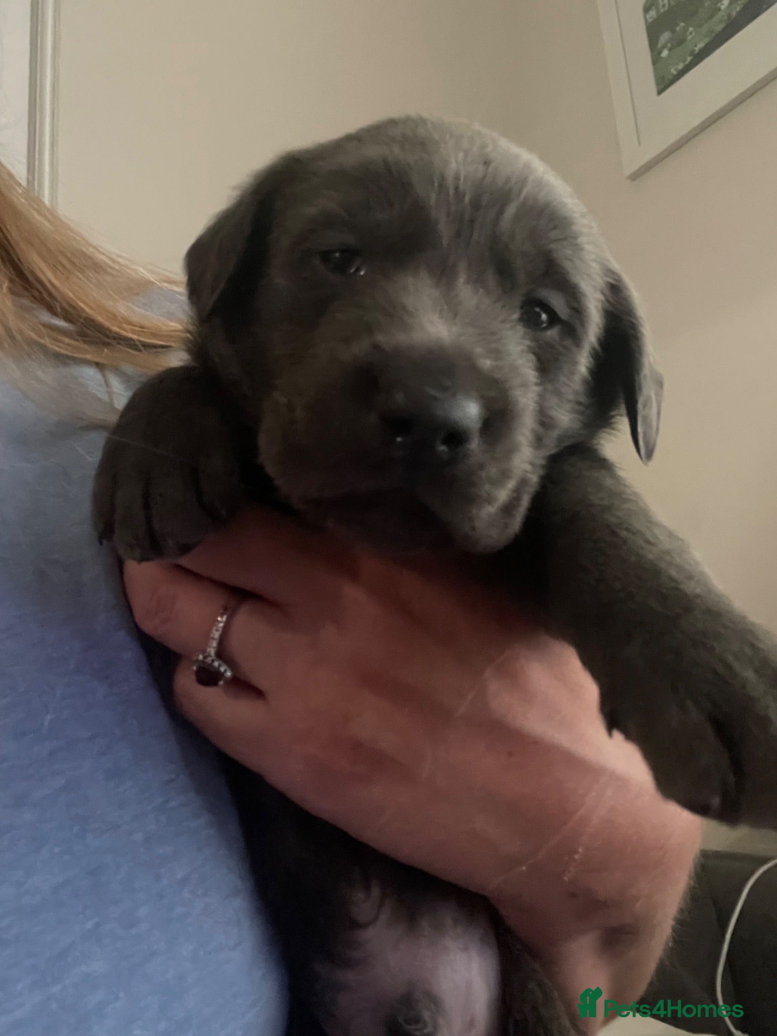 Mixed Breed dogs Labrador x lurcher (lurcherdor) - Advert 1