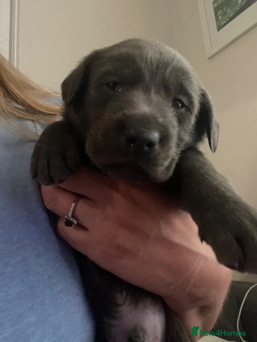 Mixed Breed dogs for sale: Labrador x lurcher (lurcherdor) - Advert 1