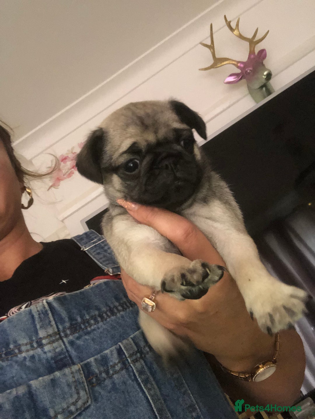Pug dogs for sale: Rare apricot fawn female pug puppy ready now  - Advert 11