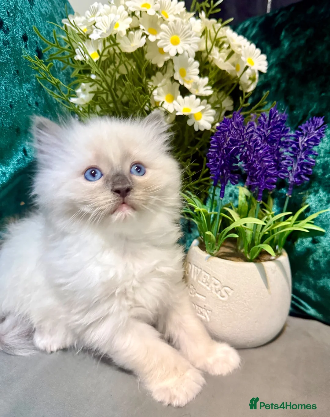 Ragdoll cats for sale: Purebreed Ragdoll kittens - Advert 2