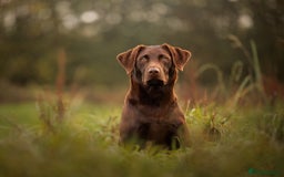 Labrador Retriever dogs for sale: Chocolate Labrador Puppies - Image 8