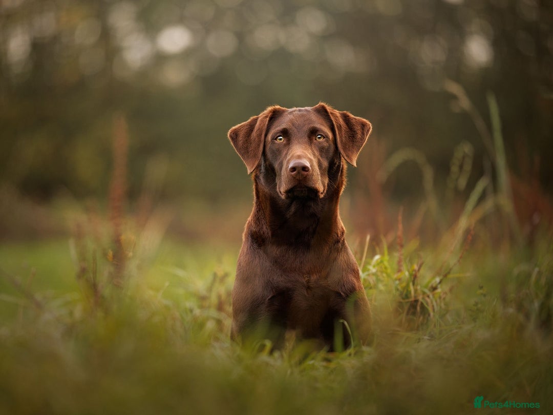 Labrador Retriever dogs for sale: Chocolate Labrador Puppies - Image 8