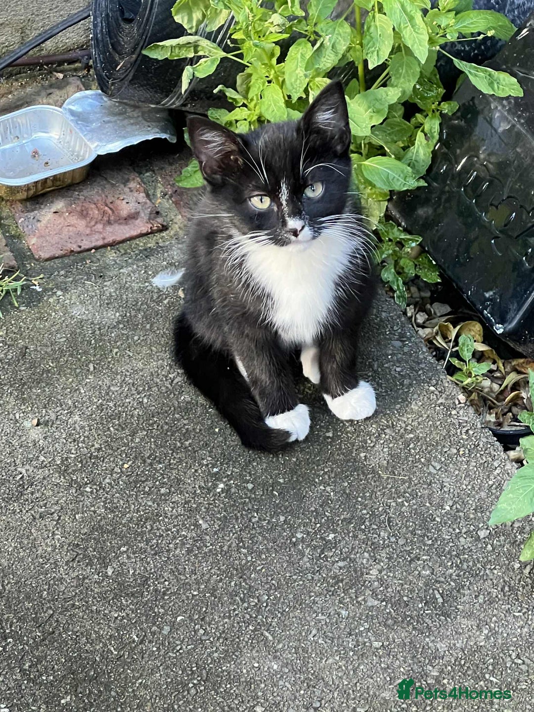 Mixed Breed cats for sale: 3 Kittens for sale - Image 4