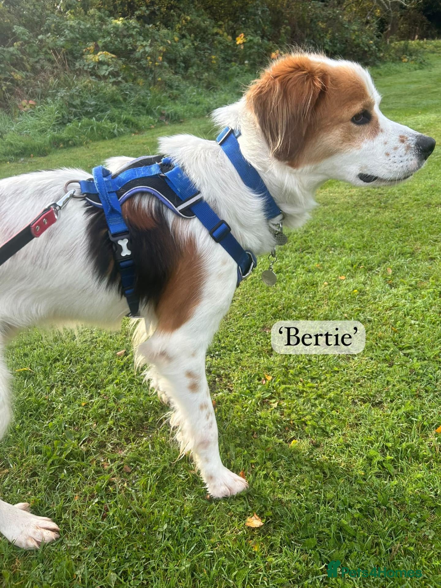 Mixed Breed dogs for adoption: Bertie, 6 yrs approx. Available for adoption  - Advert 13