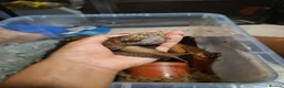 Snails invertebrates for sale: Baby Giant African Land Snails in Okehampton - Advert 3