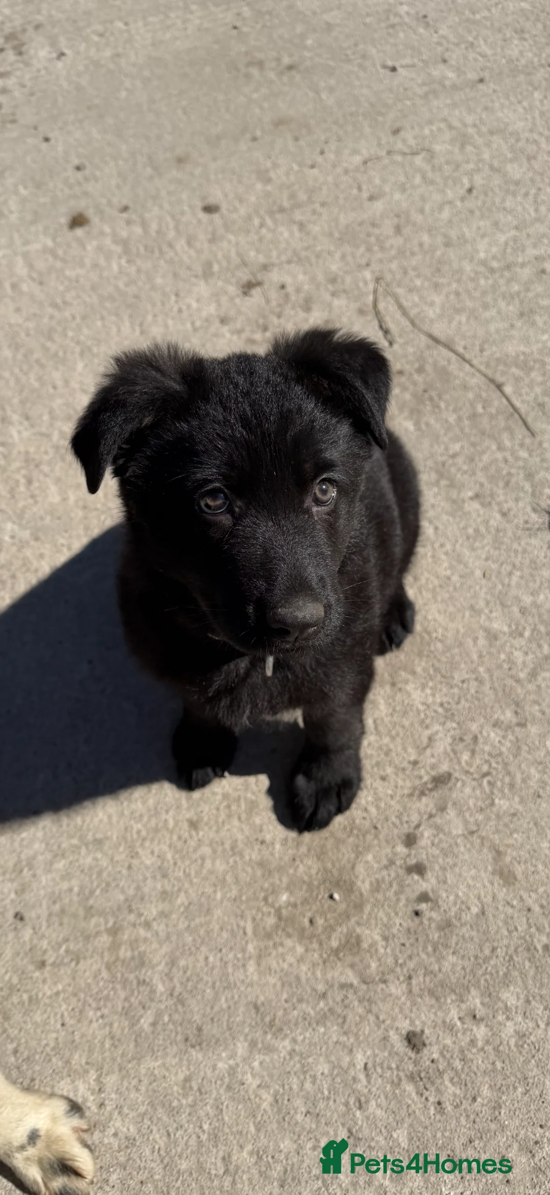 German Shepherd dogs for sale: Black German shepherd girl  - Advert 2